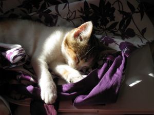 cat