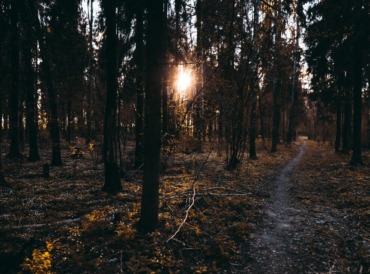 woods
