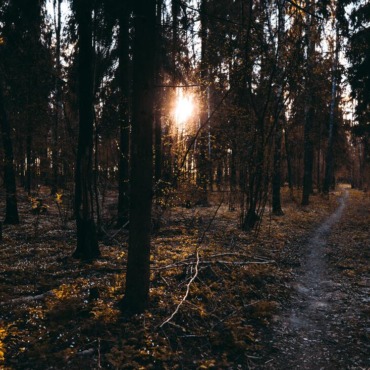 woods