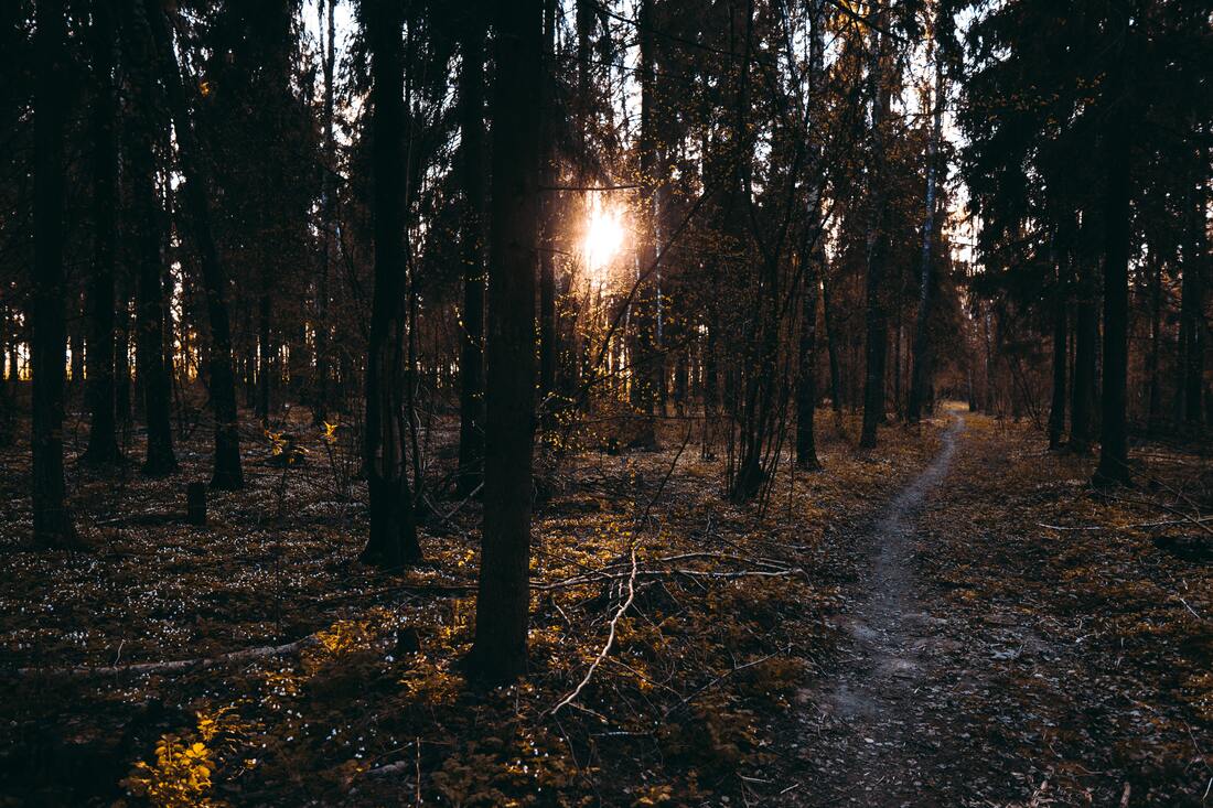 woods
