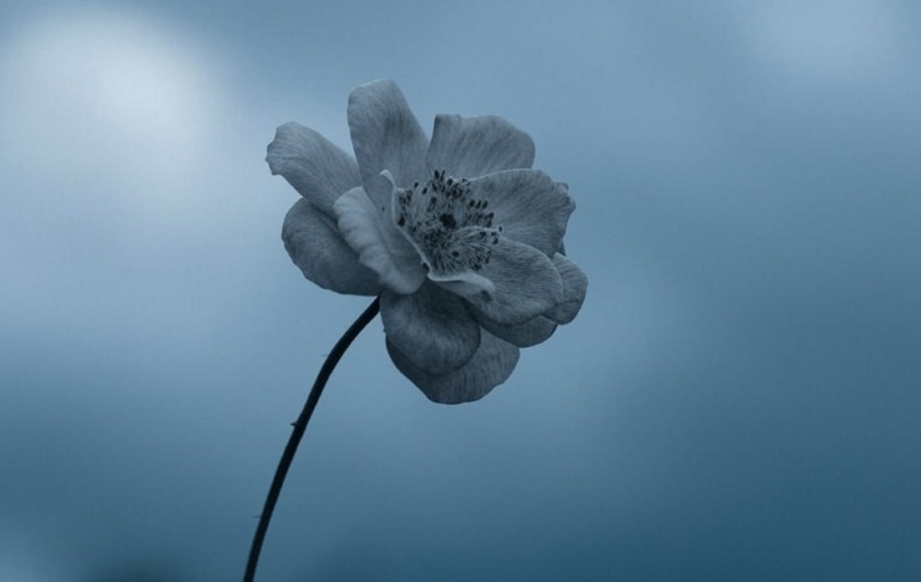 grey flower